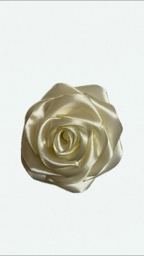 Cream rose